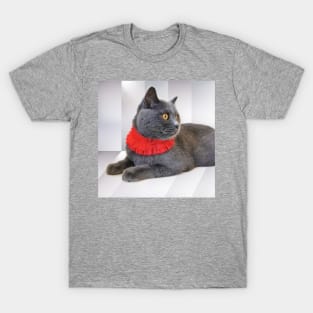 Shorthair Cat Staring At Something Interesting - British Blue Cat T-Shirt